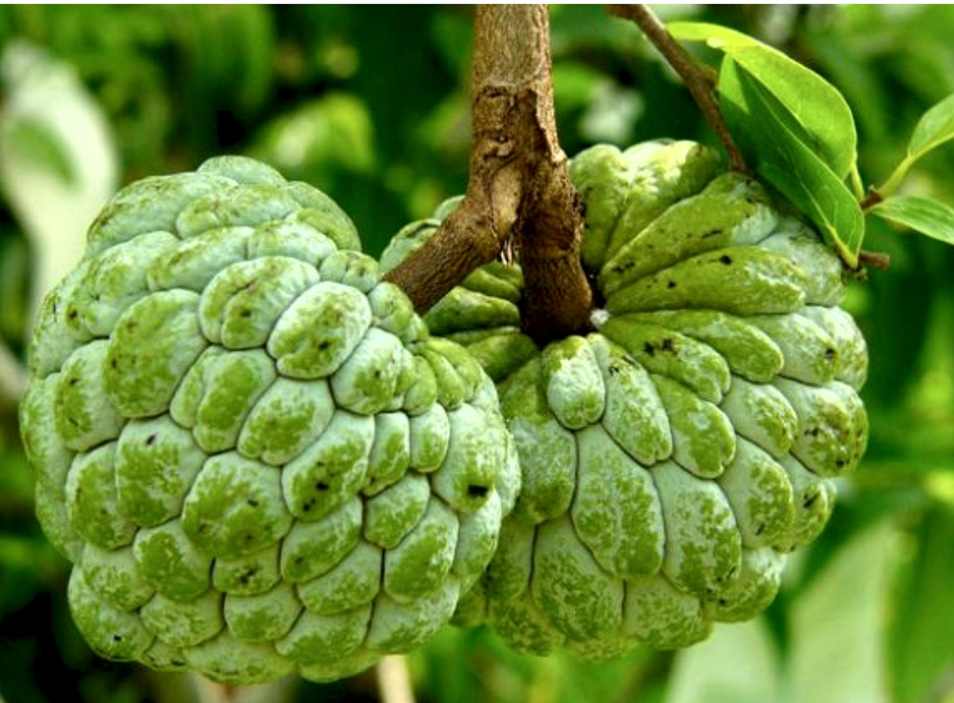 Custard Apple купить в России цена